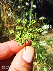 Ammi majus