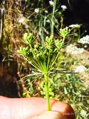 Ammi majus