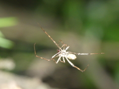 Episinus maculipes
