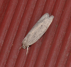 Agriophara cinderella