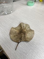 Pterocarpus macrocarpus