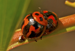 Dicranosterna selene