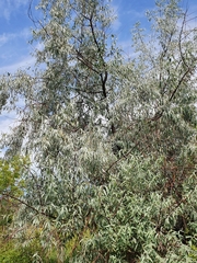 Elaeagnus angustifolia