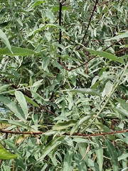 Elaeagnus angustifolia