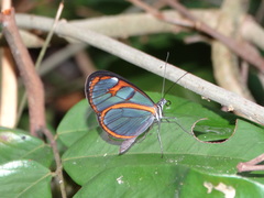 Oleria aquata