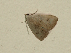 Rivula aenictopis