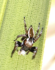 Carrhotus viduus