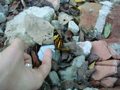 Tithorea harmonia pseudethra