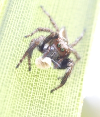 Carrhotus viduus