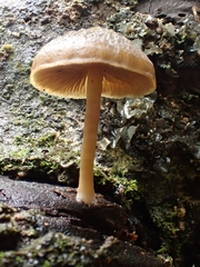 Simocybe phlebophora