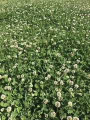 Trifolium repens