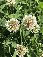 Trifolium repens