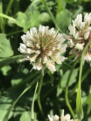 Trifolium repens