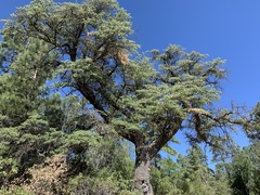 Quercus emoryi