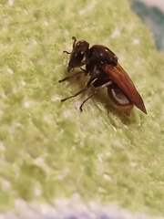 Brachygastra mellifica