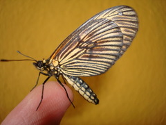 Actinote thalia pyrrha