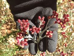 Helichrysum sanguineum