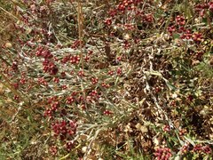 Helichrysum sanguineum