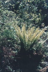 Dryopteridaceae