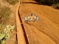 Actinote surima surima