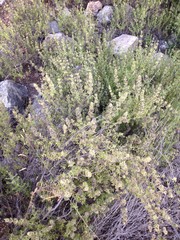 Thymbra spicata