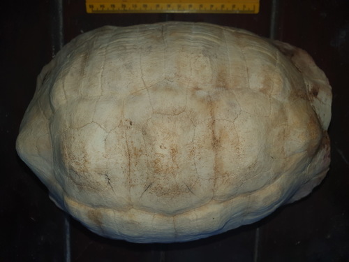 Leopard Tortoise