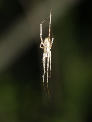 Episinus maculipes
