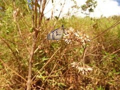 Actinote surima surima