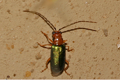 Spilocephalus intermedius