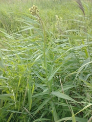 Sonchus palustris