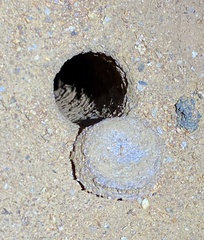 Hoggicosa