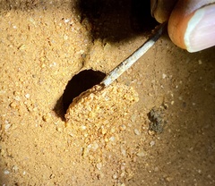 Hoggicosa