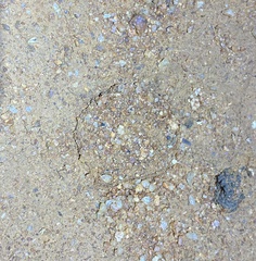 Hoggicosa