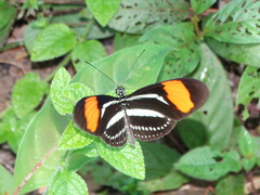 Heliconius hermathena