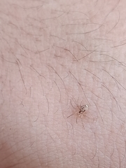 Oecobius