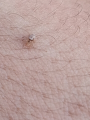 Oecobius