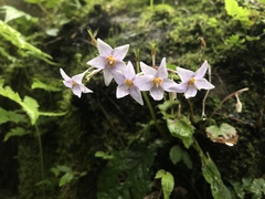 Conandron ramondioides