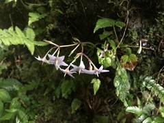 Conandron ramondioides