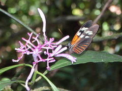 Heliconius xanthocles