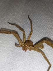 Heteropoda venatoria