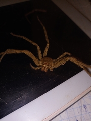 Heteropoda venatoria