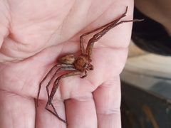 Heteropoda venatoria