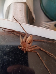 Heteropoda venatoria