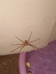 Heteropoda venatoria