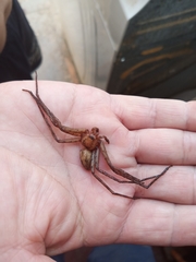 Heteropoda venatoria