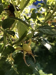 Rosa rugosa