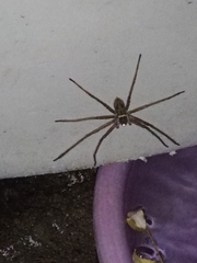 Heteropoda venatoria