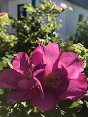 Rosa rugosa