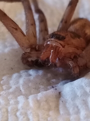 Heteropoda venatoria