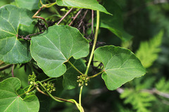 Cynanchum wilfordii